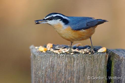 Red-breasted Nuthatch_52155.jpg - Red-breasted Nuthatch (Sitta canadensis) photographed at Ottawa, Ontario - the capital of Canada.